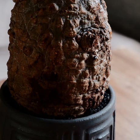 オペルクリカリア パキプス φ10cm［No.24］  ×  根本峻吾 作 S.N POT type.tall「 鐡 - kurogane - 」4号 植木鉢 笠間焼