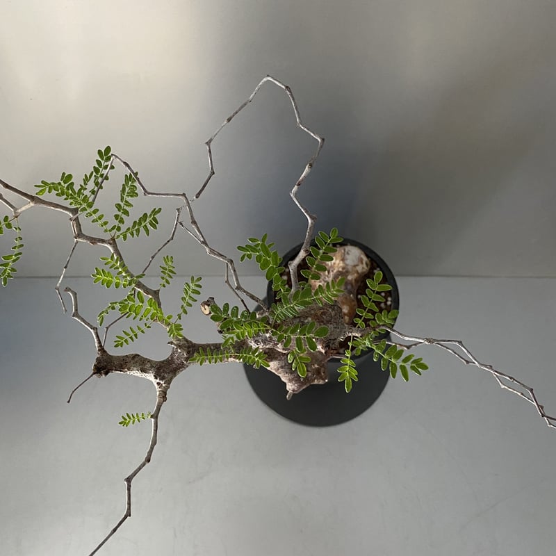 コミフォラ モンストローサ 発根済 現地株 MO-05 | Botanical Holic コミフォラ モンストローサ 発根済 現地株 MO-05 | Botanical Holic