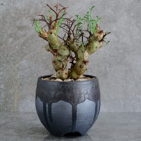 ペラルゴニウムクリズミフォリウム | STORES