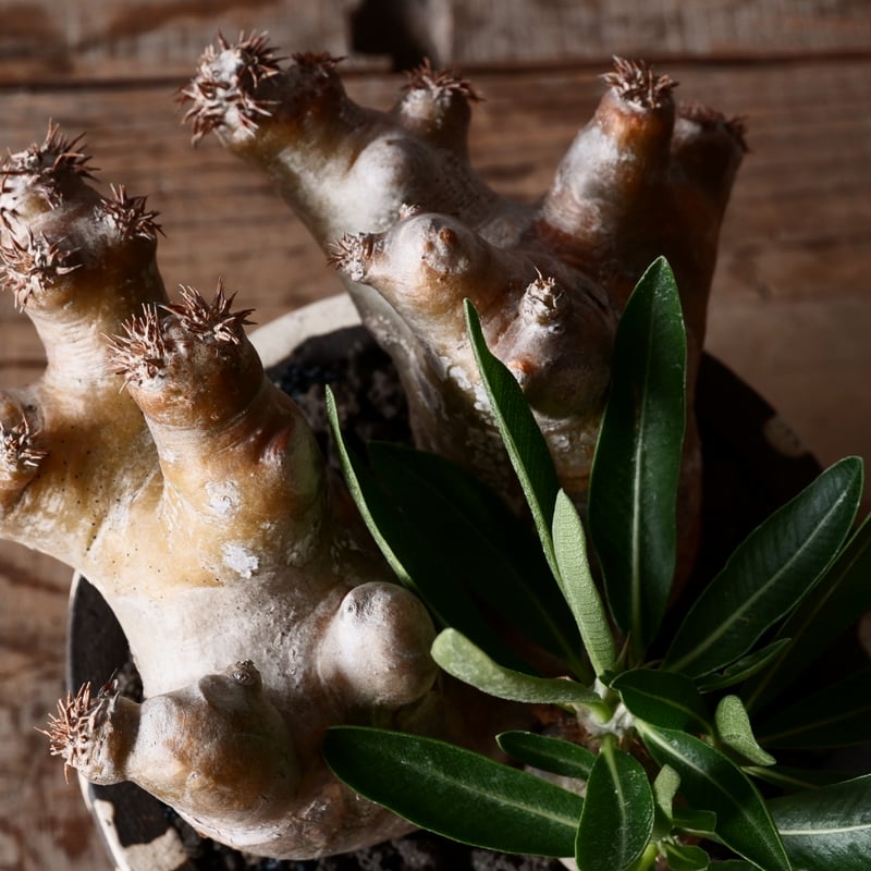 パキポディウム ブレビカリックス 輸入株 発根済［No.9］ × 沼野秀章