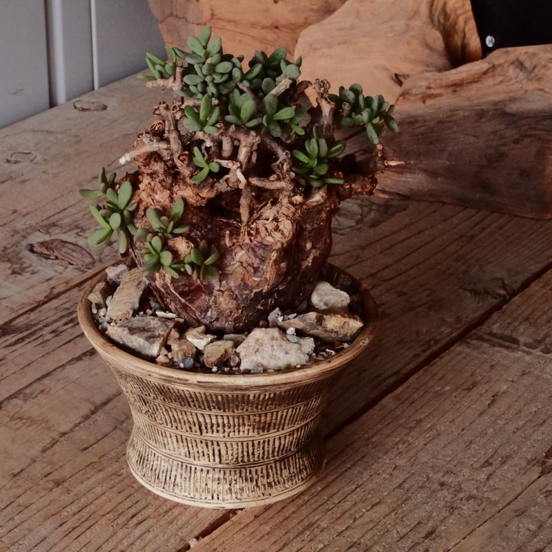 ケラリア ピグマエア 現地株 発根済［No.46］ × 森田昌求 作 「 Abstra