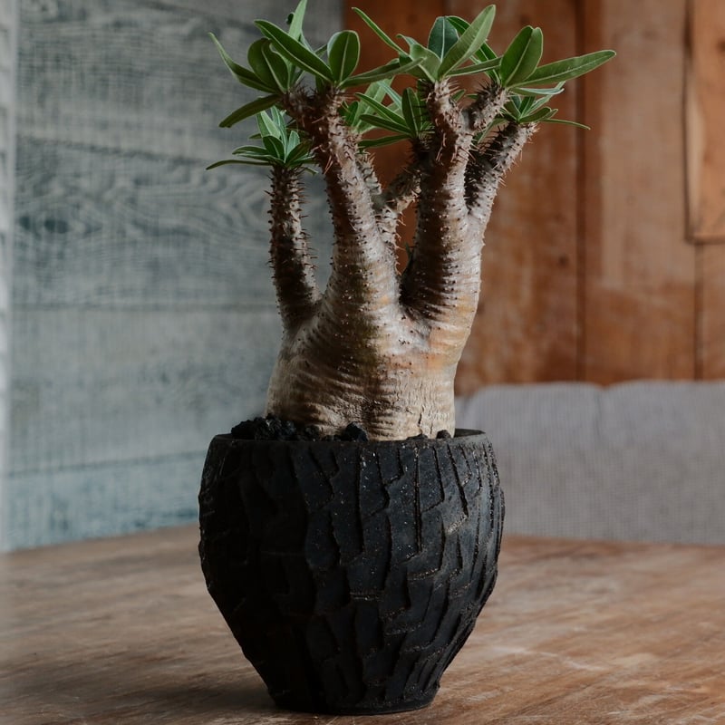 綴化 グラキリス - 象牙宮 -［No.161］ × 沼野秀章 作「 black wra