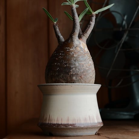 CATEGORY 杉山悠 作 植木鉢 | Botanical Holic