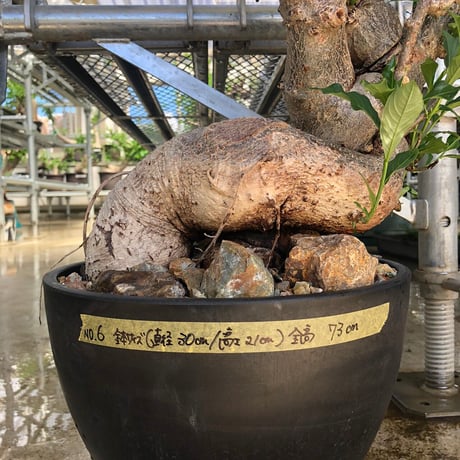 特大 バオバブ アダンソニア ねじ巻き二頭タイプ / Baobab Adansonia［No.06］