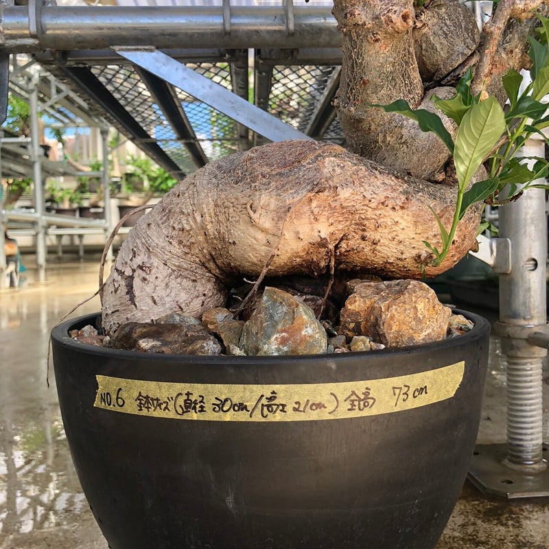特大 バオバブ アダンソニア ねじ巻き二頭タイプ / Baobab Adansonia