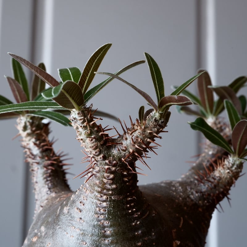 グラキリス φ8cm - 象牙宮- ［No.04］× 根本峻吾 作 S.N POT type.