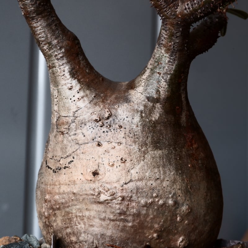 パキポディウム　グラキリス① パキポディウム グラキリス-PG241 | Supervoid Caudex