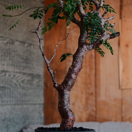 コミフォラ モンストローサ［No.33］  ×  磯部祐介 作「 瓦 - kawara -  闇堕ち tall ver.」4号 植木鉢 笠間焼