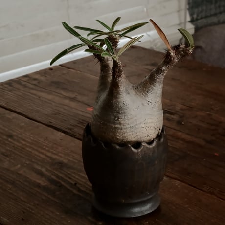 グラキリス φ8cm - 象牙宮 - ［No.63］  ×   根本峻吾 作 S.N POT type.round「 黒焔 - kokuen - 」3号 植木鉢 笠間焼