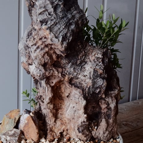 Old Olive 古木オリーブ［No.06］× 根本峻吾 作品【 S.N POT type.slim-low「月光ノ鐵」10号 】φ30cm 植木鉢