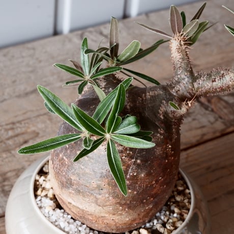グラキリス φ8.5cm - 象牙宮-［No.49］× 坂本新 作 作品【 LUSTER GREY 】3号 植木鉢 笠間焼