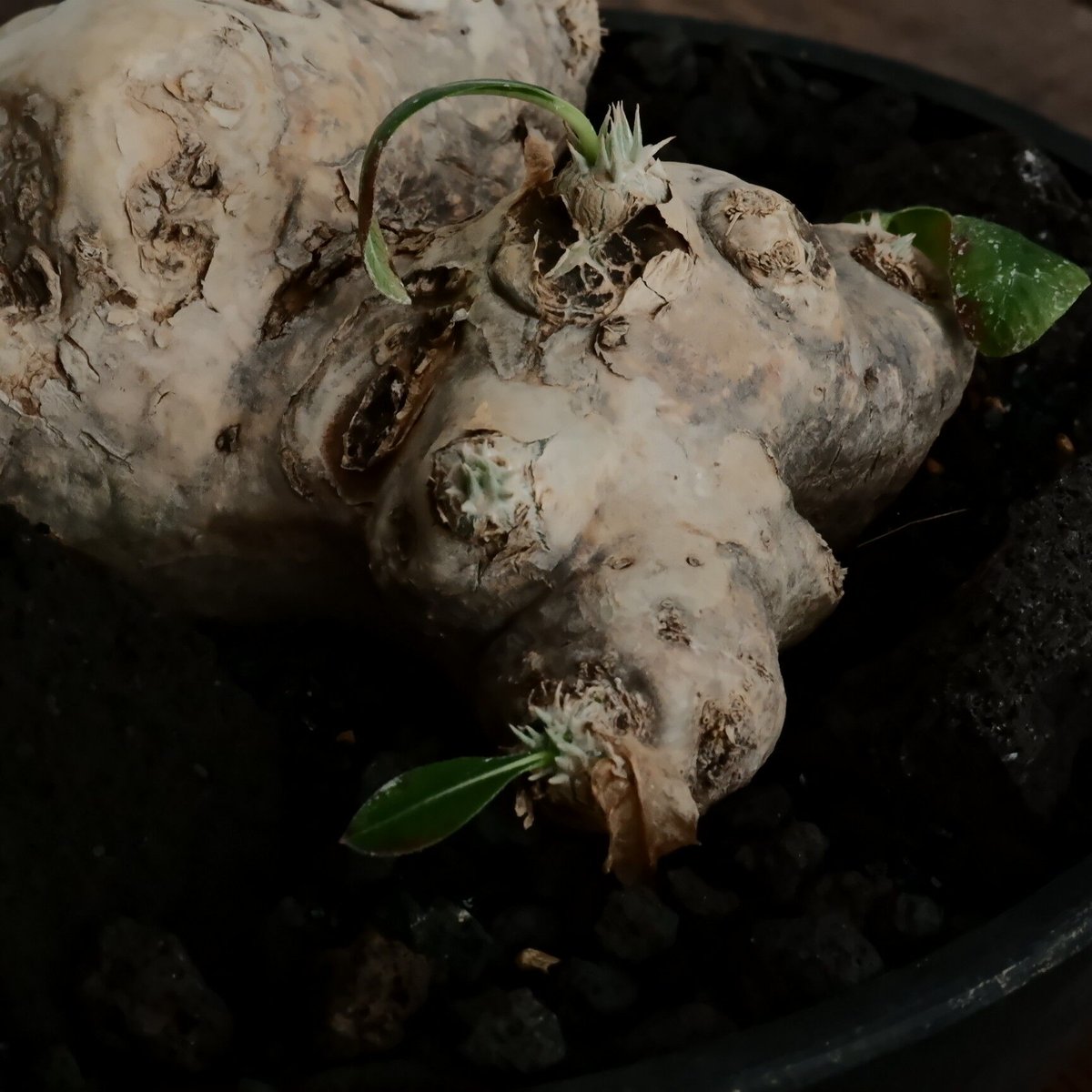 ブレビカウレ L - 恵比寿笑 -［No.67］ × 6号 浅鉢 | Botanical