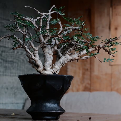 センナ メリディオナリス 低木［No.49］  ×  沼野秀章 作「 black wrap 」 4号 植木鉢 笠間焼
