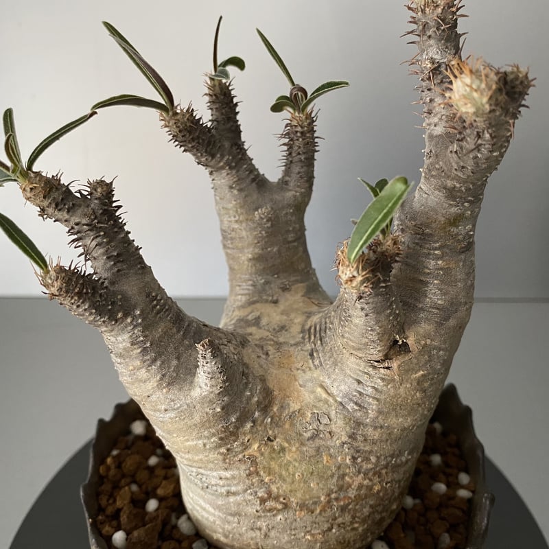 グラキリス 丸型 発根済 鬼兜 グラキリス BG-188 × S.N.Pot 