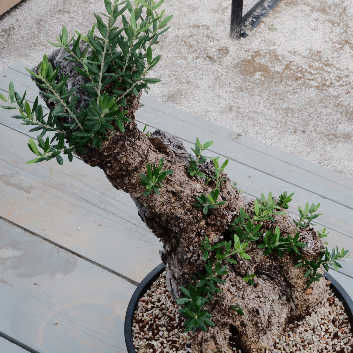 Old Olive 古木オリーブ［No.20］× 12号皿鉢 (φ36cm) | Botani