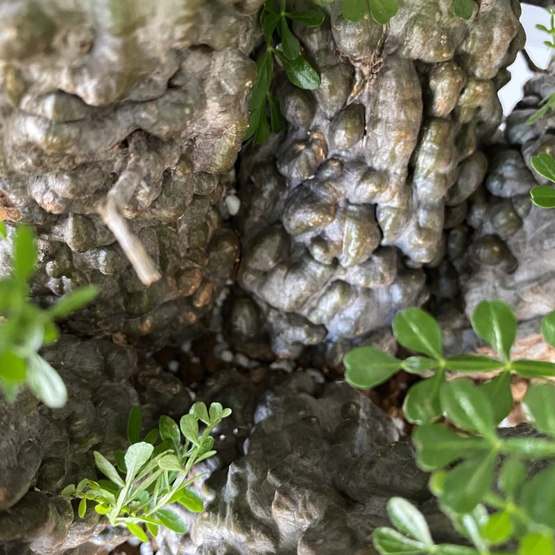 五頭 オペルクリカリア パキプス 発根済［P-13］ Five-Head Operculica