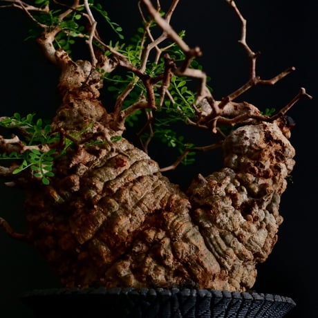 発根済 大型 二股 パキプス 01  ×  " Bark - Cylinder type - " 5号［ 作家 : 沖誠 ］笠間焼 植木鉢