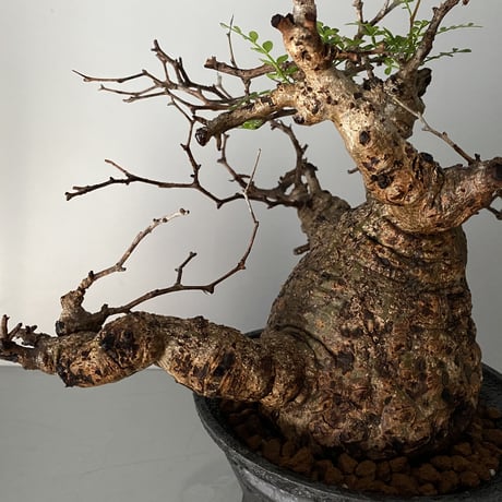 発根済 オペルクリカリア パキプス P-12  × 小野瀬 一 作品「the first plants wear」 6号 植木鉢
