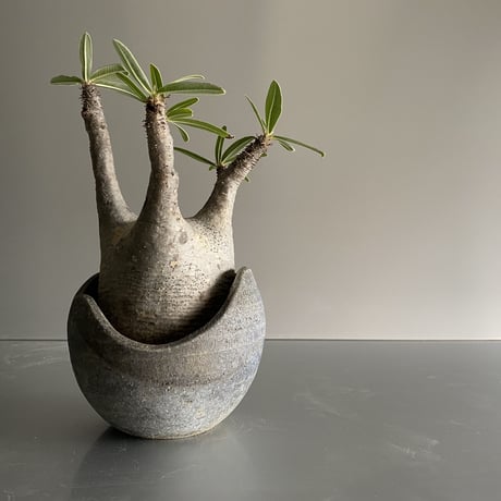 兜型 Gracilius  ×  Shell pot S「Ibushi Gin」 - 笠間焼 - C91