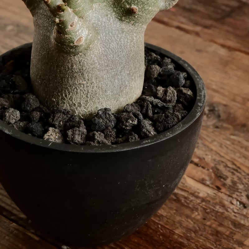 小人》アデニウム アラビカム 