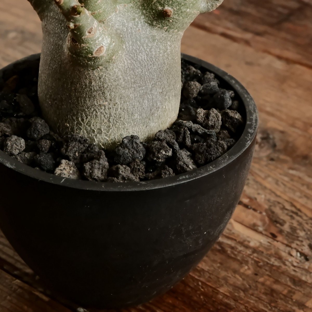 小人》アデニウム アラビカム 