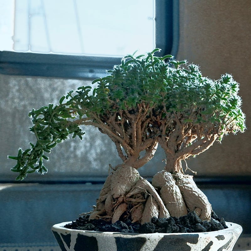 トリコディアデマ・ブルボスム - 姫紅小松 - 寄せ植え［No.01］× 沼野