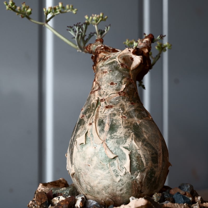 キフォステンマ ベティフォルメ ソマリア キフォステンマ ベティフォルメ キスォステンマ ベティフォルメ