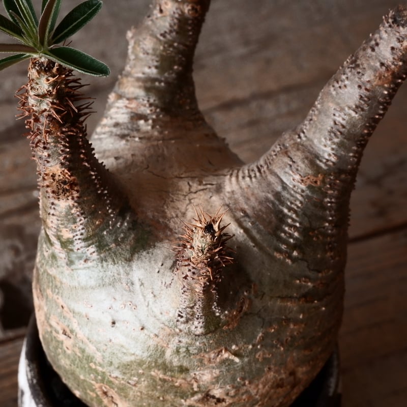 グラキリス φ8.5cm - 象牙宮-［No.45］× 根本峻吾 作 S.N POT