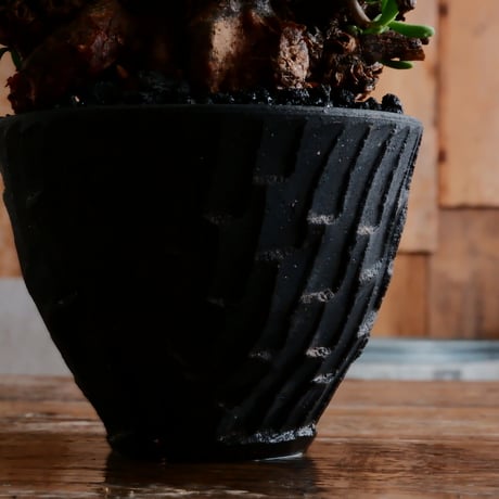 ケラリア ピグマエア 発根済［No.16］  ×   沼野秀章 作「 black wrap 」3.5号 植木鉢 笠間焼