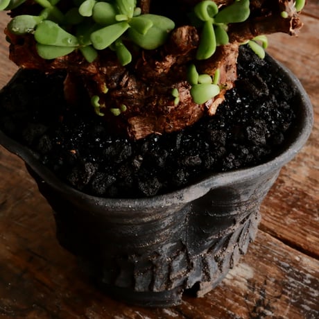 ケラリア ピグマエア 発根済［No.24］  ×   沼野秀章 作「 black wrap 」4号 植木鉢 笠間焼