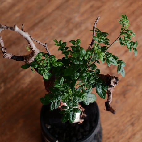 コミフォラ モンストローサ［No.37］  ×  根本峻吾 作 S.N POT type.tall「雷電」3号 植木鉢 笠間焼