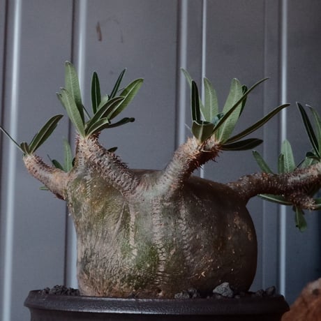 グラキリス φ10cm - 象牙宮 -［No.96］  × 磯部祐介 作「 円 - en - "闇落ち 飛び鉋 ver."」4号 植木鉢 笠間焼