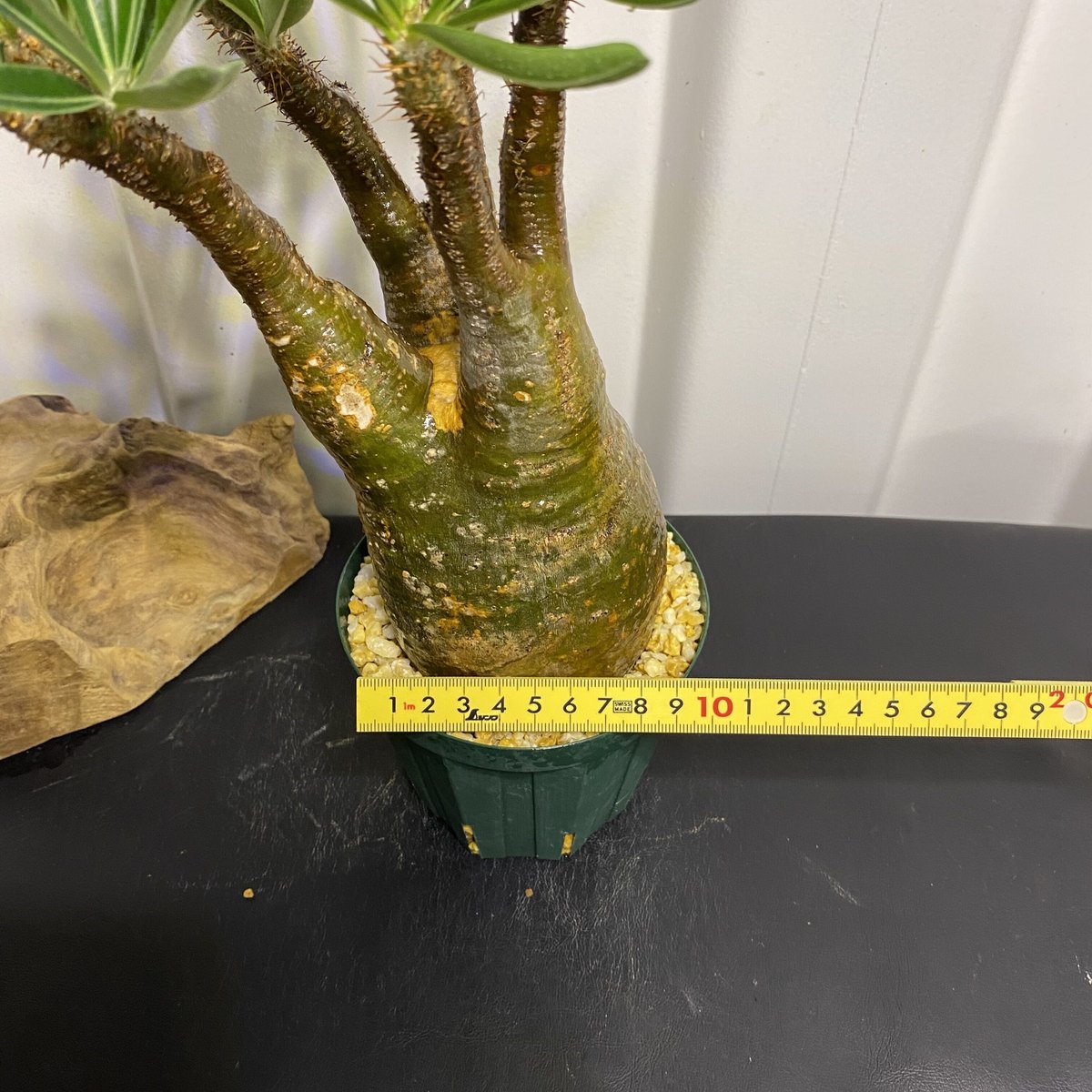 太枝のマッチョ【グラキリス 中ぶり 発根済 2020年8月輸入 現地