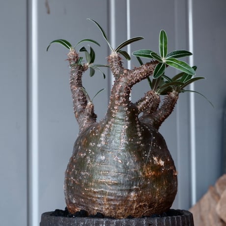 グラキリス φ8.5cm - 象牙宮 - ［No.37］  ×   沼野秀章 作「 black wrap 」3号 植木鉢 笠間焼