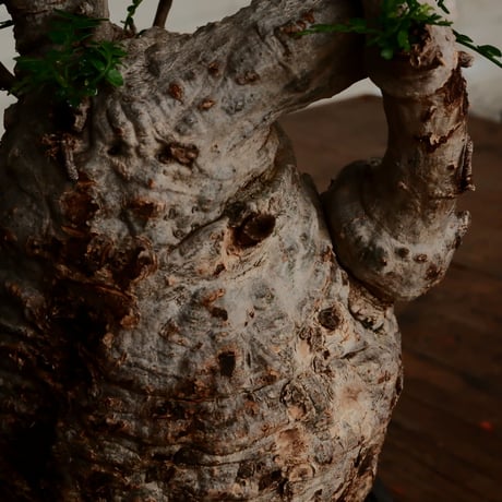 オペルクリカリア パキプス φ11cm［No.10］  ×   小野瀬一 作品  3号 植木鉢