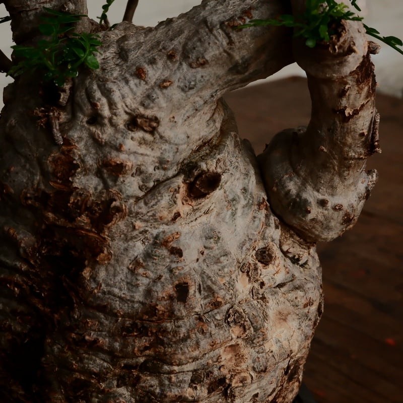 オペルクリカリア パキプス φ11cm［No.10］ × 小野瀬一 作品 3号 植木鉢