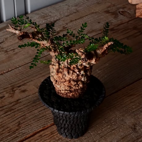 オペルクリカリア パキプス φ8cm［No.26］  × 沖誠 作品【 Bark / upper spread 】3号 植木鉢 笠間焼