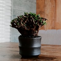 ケラリア ピグマエア 発根済［No.14］  × 松野 然 作 「ZEN」 3号 植木鉢