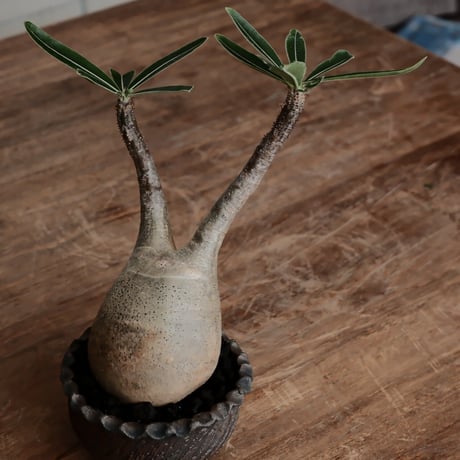 発根済 グラキリス  - 象牙宮 - size S［No.223］  ×  與那嶺大輔 作 「琉球飛び鉋」3号 植木鉢