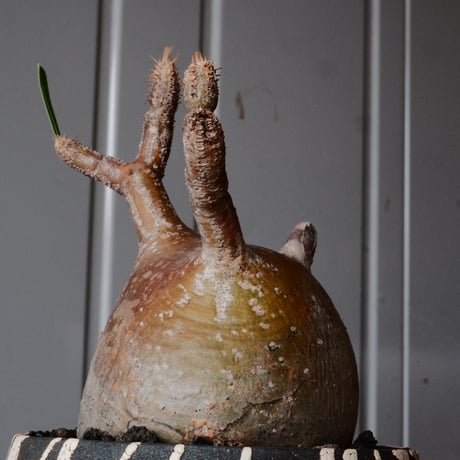 グラキリス φ9.5cm - 象牙宮 -［No.73］  ×   沼野秀章 作「 黒ニ白 」3.5号 植木鉢 笠間焼
