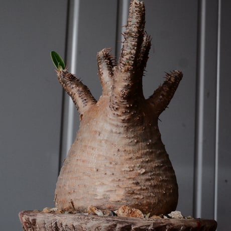グラキリス φ8.5cm - 象牙宮 -［No.69］  ×   沼野秀章 作「 刻ム音 」3.5号 植木鉢 笠間焼
