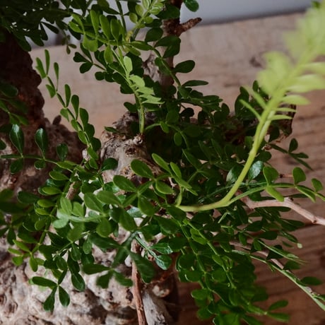 オペルクリカリア パキプス φ 12cm［No.26］  × 杉山悠 作 φ12cm 植木鉢 笠間焼