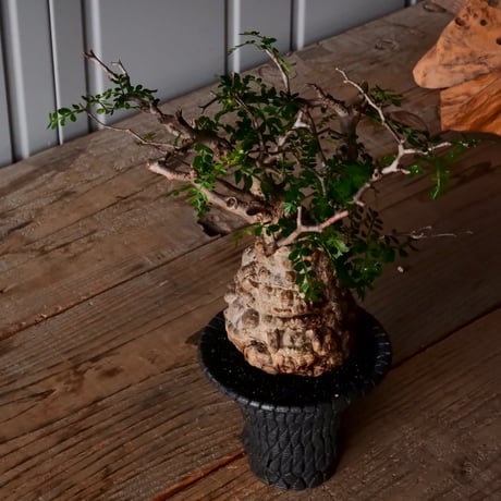 オペルクリカリア パキプス φ9cm［No.27］  × 沖誠 作品【 Bark / upper spread 】3号 植木鉢 笠間焼