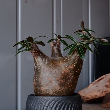 グラキリス φ8cm - 象牙宮 -［No.52］  ×    與那嶺大輔 作 「琉球飛鉋」3号 植木鉢
