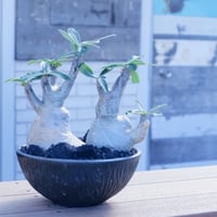 発根済 多頭 グラキリス 21  ×【 盆 - bon - " 削 " 7号 】浅鉢 笠間焼 植木鉢 ［作家 磯部祐介］