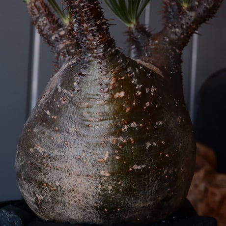 グラキリス φ9.5cm  - 象牙宮 -［No.220］  × 沖誠 作「 Rivet - 燻銀彩 - / 五角 」 3号 植木鉢 笠間焼
