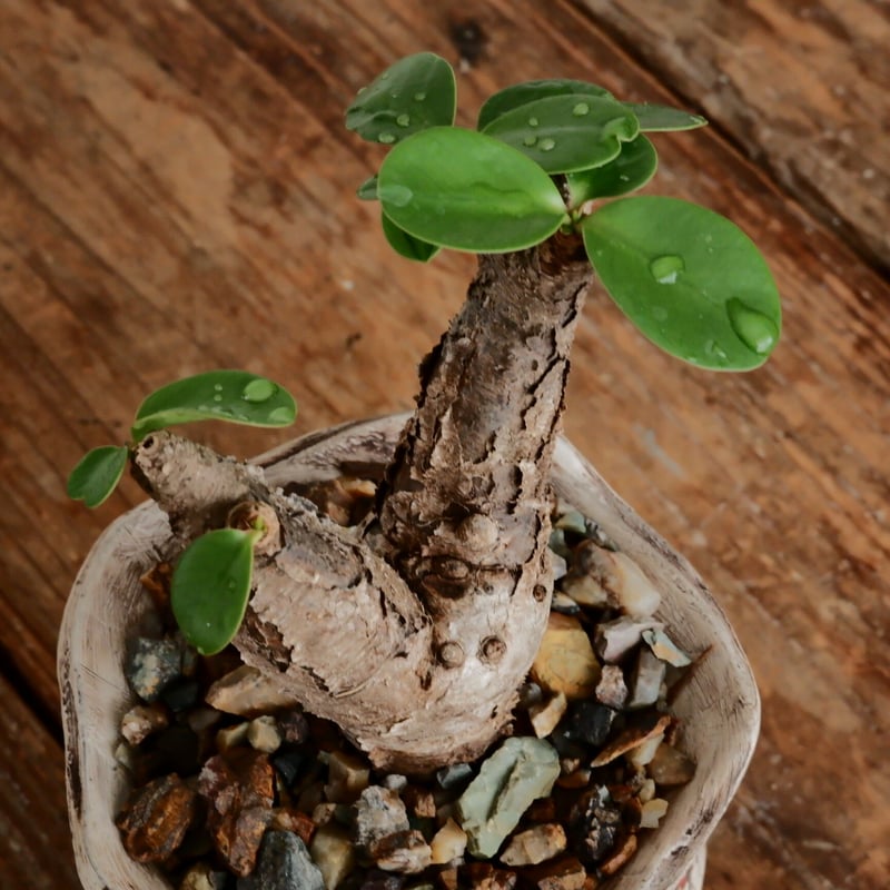 ユーフォルビア ペルシステンス 鉢ごと発送 植木鉢ごと多肉植物を送る