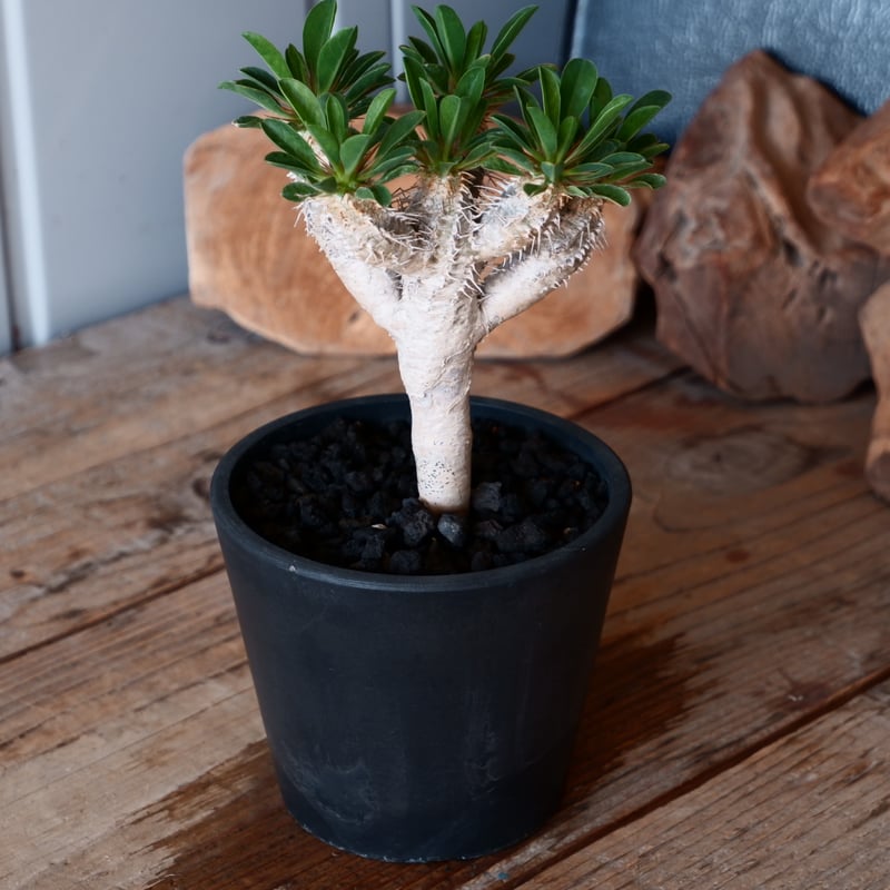 ユーフォルビア ギラウミニアナ ユーフォルビア ギラウミニアナ 輸入株［No.40］ 4号鉢