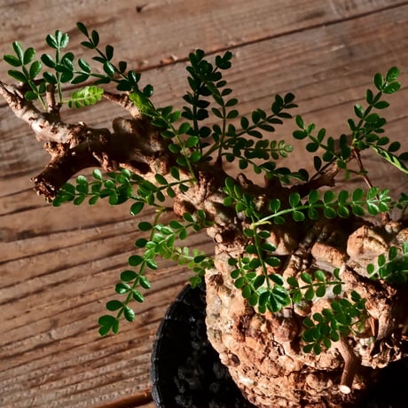 オペルクリカリア パキプス φ8cm［No.26］  × 沖誠 作品【 Bark / upper spread 】3号 植木鉢 笠間焼