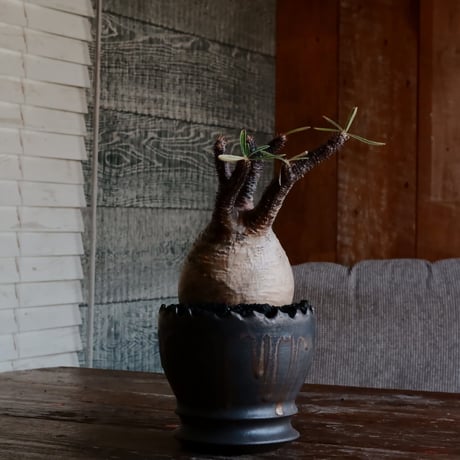 グラキリス - 象牙宮 - ［No.127］  ×   根本峻吾 作 S.N POT type.round「 黒焔 - kokuen - 」4号 植木鉢 笠間焼